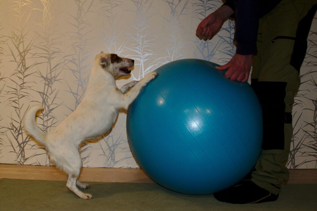 Balansboll Hund Foxterrier Hundträninng